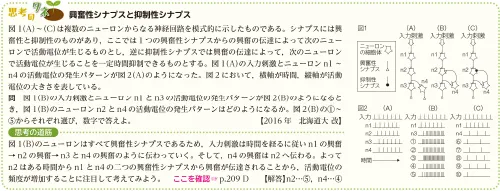 思考のタネ 興奮性シナプスと抑制性シナプス