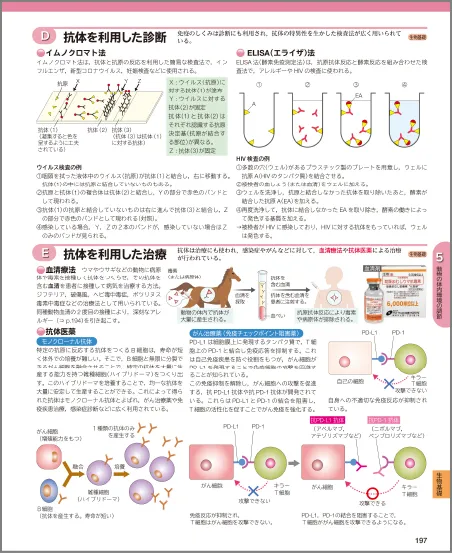 D 抗体を利用した診断 / E 抗体を利用した治療