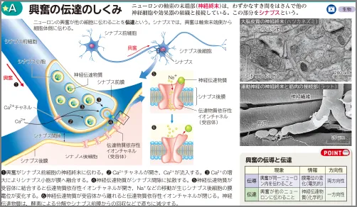 ★A 興奮の伝達のしくみ