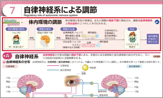 7 自律神経系による調節 Study guide 体内環境の調節