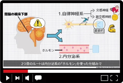 解説動画