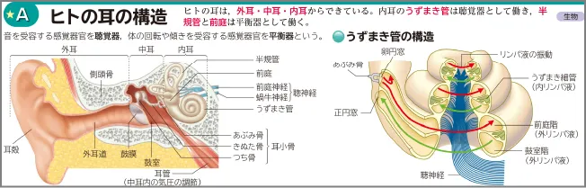 ★A ヒトの耳の構造