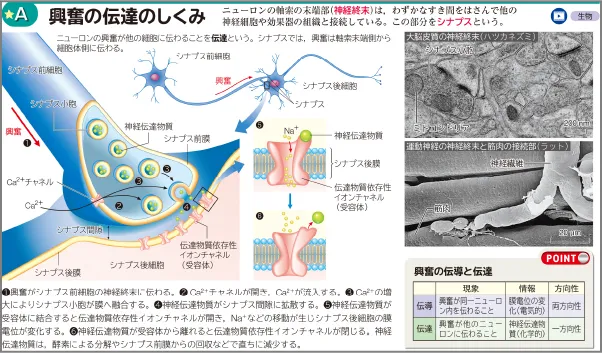 ★A 興奮の伝達のしくみ