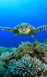 生物基礎・生物